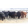 Image 6 : Riverside Farms - 700# Steers - 68 Head (Oxbow, SK)