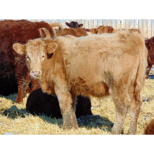 Leon Torkelson - 660# Steers - 90 Head (Millicent, AB)