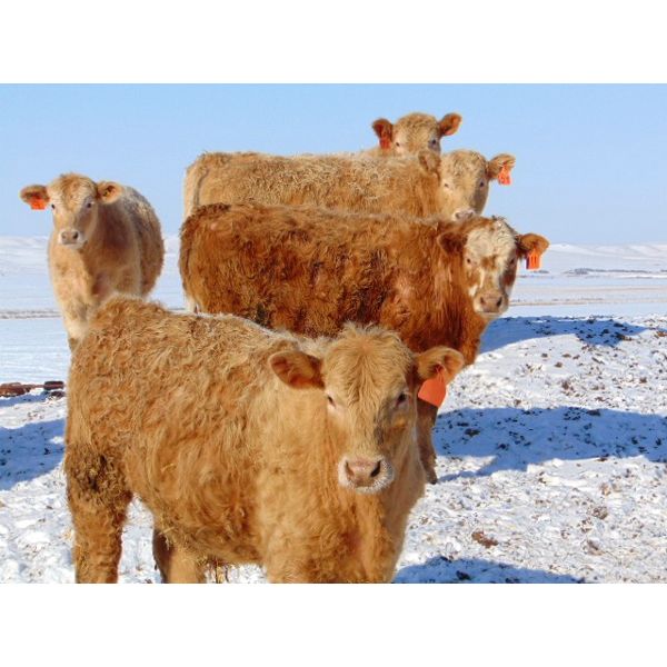 JG Larson Livestock (V-V) - 640# Steers - 100 Head (Jenner, AB)