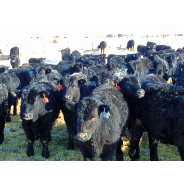 JG Larson Livestock (V-V) - 620# Steers - 200 Head (Jenner, AB)