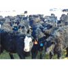 Image 2 : JG Larson Livestock (V-V) - 620# Steers - 200 Head (Jenner, AB)
