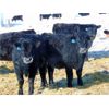Image 3 : JG Larson Livestock (V-V) - 620# Steers - 200 Head (Jenner, AB)
