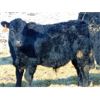 Image 5 : JG Larson Livestock (V-V) - 620# Steers - 200 Head (Jenner, AB)