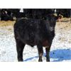 Image 6 : JG Larson Livestock (V-V) - 620# Steers - 200 Head (Jenner, AB)