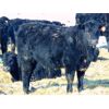 Image 7 : JG Larson Livestock (V-V) - 620# Steers - 200 Head (Jenner, AB)