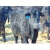 Image 8 : JG Larson Livestock (V-V) - 620# Steers - 200 Head (Jenner, AB)