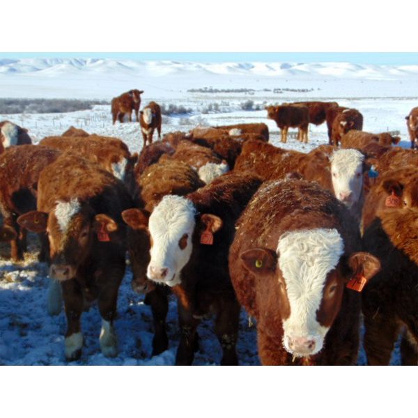 JG Larson Livestock (V-V) - 630# Steers - 100 Head (Jenner, AB)