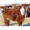 Image 7 : JG Larson Livestock (V-V) - 630# Steers - 100 Head (Jenner, AB)