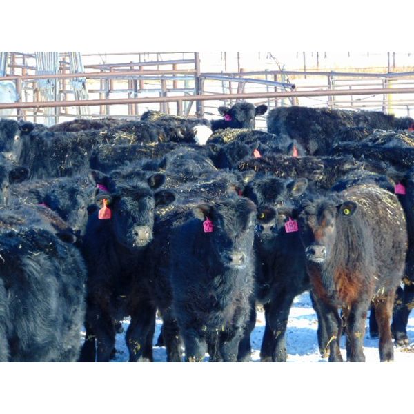 JG Larson Livestock (V-V) - 600# Heifers - 100 Head (Jenner, AB)