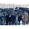 Image 1 : JG Larson Livestock (V-V) - 600# Heifers - 100 Head (Jenner, AB)