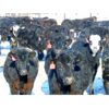 Image 3 : JG Larson Livestock (V-V) - 600# Heifers - 100 Head (Jenner, AB)