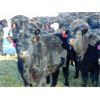 Image 4 : JG Larson Livestock (V-V) - 600# Heifers - 100 Head (Jenner, AB)