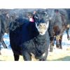 Image 6 : JG Larson Livestock (V-V) - 600# Heifers - 100 Head (Jenner, AB)