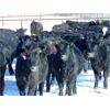 Image 7 : JG Larson Livestock (V-V) - 600# Heifers - 100 Head (Jenner, AB)