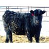 Image 8 : JG Larson Livestock (V-V) - 600# Heifers - 100 Head (Jenner, AB)