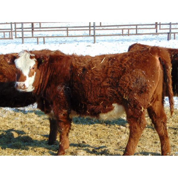 JG Larson Livestock (V-V) - 630# Heifers - 100 Head (Jenner, AB)
