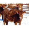 Image 4 : JG Larson Livestock (V-V) - 630# Heifers - 100 Head (Jenner, AB)