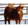 Image 7 : JG Larson Livestock (V-V) - 630# Heifers - 100 Head (Jenner, AB)