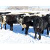 Image 2 : Loch Lomond Livestock Ltd. - 650# Steers - 65 Head (Eyebrow, SK)