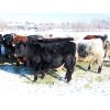 Image 3 : Loch Lomond Livestock Ltd. - 650# Steers - 65 Head (Eyebrow, SK)