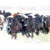 Image 6 : Loch Lomond Livestock Ltd. - 650# Steers - 65 Head (Eyebrow, SK)