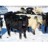Image 7 : Loch Lomond Livestock Ltd. - 650# Steers - 65 Head (Eyebrow, SK)
