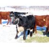 Image 8 : Loch Lomond Livestock Ltd. - 650# Steers - 65 Head (Eyebrow, SK)