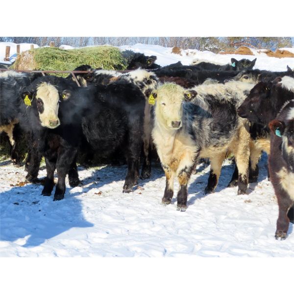 Loch Lomond Livestock Ltd. - 550# Heifers - 20 Head (Eyebrow, SK)