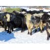 Image 1 : Loch Lomond Livestock Ltd. - 550# Heifers - 20 Head (Eyebrow, SK)