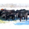 Image 3 : Loch Lomond Livestock Ltd. - 550# Heifers - 20 Head (Eyebrow, SK)