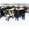 Image 4 : Loch Lomond Livestock Ltd. - 550# Heifers - 20 Head (Eyebrow, SK)