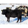 Image 5 : Loch Lomond Livestock Ltd. - 550# Heifers - 20 Head (Eyebrow, SK)