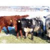 Image 6 : Loch Lomond Livestock Ltd. - 550# Heifers - 20 Head (Eyebrow, SK)