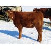 Image 7 : Loch Lomond Livestock Ltd. - 550# Heifers - 20 Head (Eyebrow, SK)