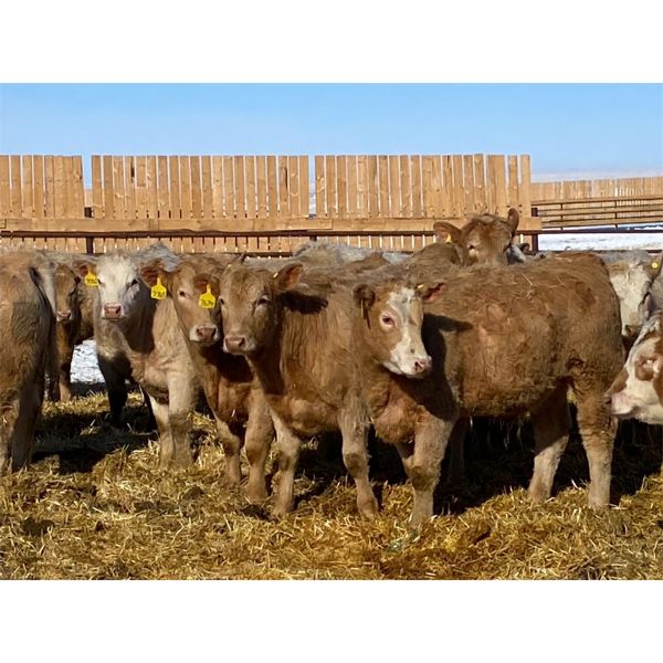 Elkwater Farming Co. - 850# Steers - 119 Head (Elkwater, AB)