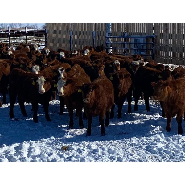 Elkwater Farming Co. - 850# Steers - 128 Head (Elkwater, AB)