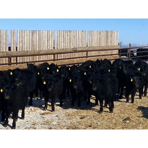 Elkwater Farming Co. 850 Steers 82 Head (Elkwater, AB) Team