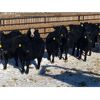 Image 2 : Elkwater Farming Co. - 850# Steers - 82 Head (Elkwater, AB)