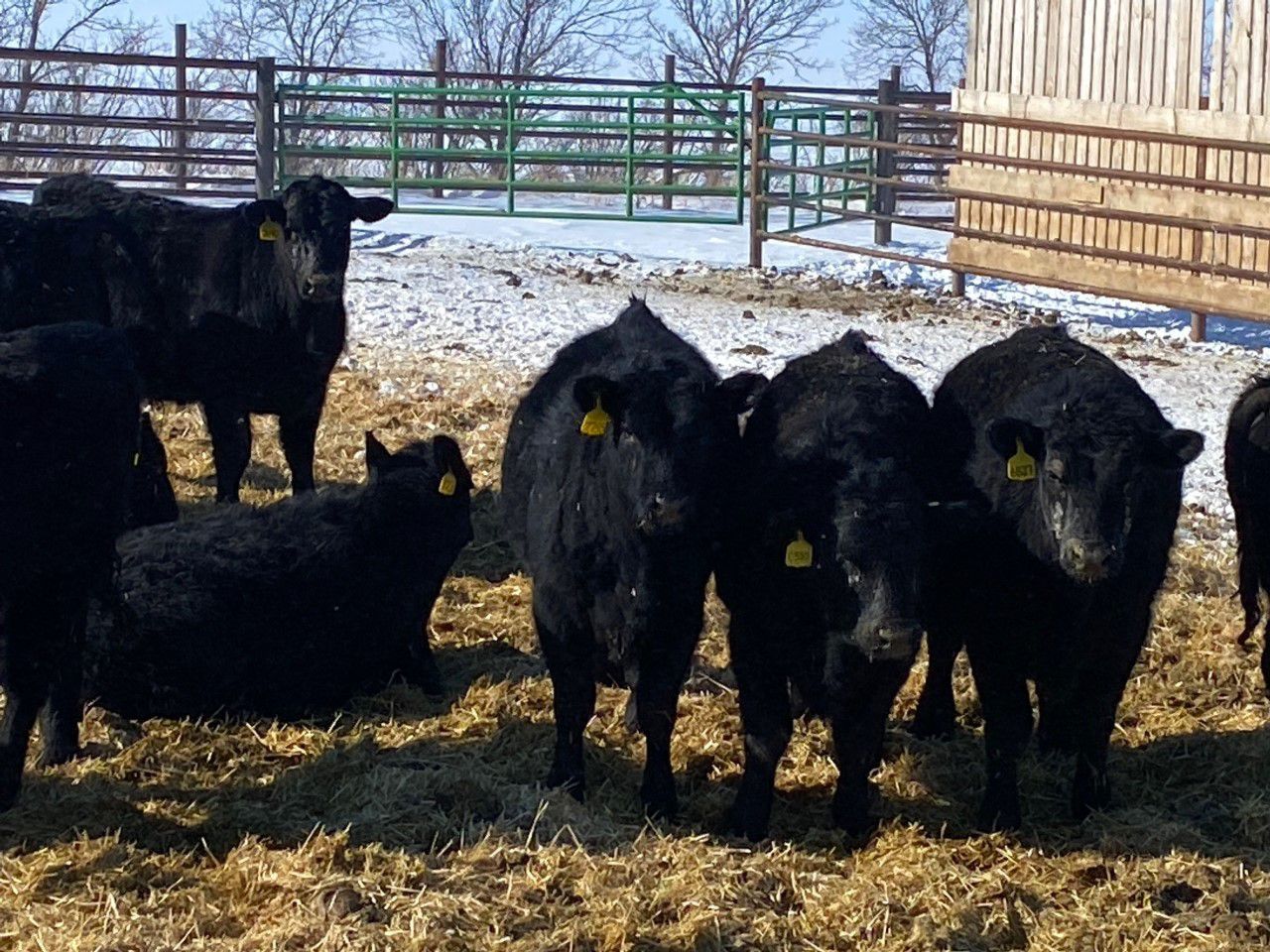 Elkwater Farming Co. 850 Steers 82 Head (Elkwater, AB) Team