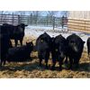 Image 3 : Elkwater Farming Co. - 850# Steers - 82 Head (Elkwater, AB)
