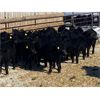Image 5 : Elkwater Farming Co. - 850# Steers - 82 Head (Elkwater, AB)