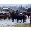 Image 1 : Winchester Cattle Company  - 675# Steers - 57 Head (Leslieville, AB)