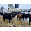 Image 2 : Winchester Cattle Company  - 675# Steers - 57 Head (Leslieville, AB)