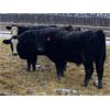Image 4 : Winchester Cattle Company  - 675# Steers - 57 Head (Leslieville, AB)