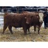 Image 5 : Winchester Cattle Company  - 675# Steers - 57 Head (Leslieville, AB)