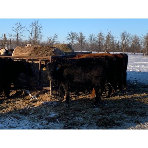 Stone Meadow Farms - 1050# Heiferettes - 24 Head (Langruth, MB)