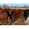 Image 3 : Stone Meadow Farms - 1050# Heiferettes - 24 Head (Langruth, MB)