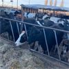 Image 1 : Idaho Dairies/Ranches - 92 Cows (Burley, ID)