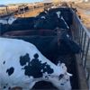 Image 2 : Idaho Dairies/Ranches - 92 Cows (Burley, ID)