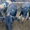 Image 4 : Idaho Dairies/Ranches - 92 Cows (Burley, ID)